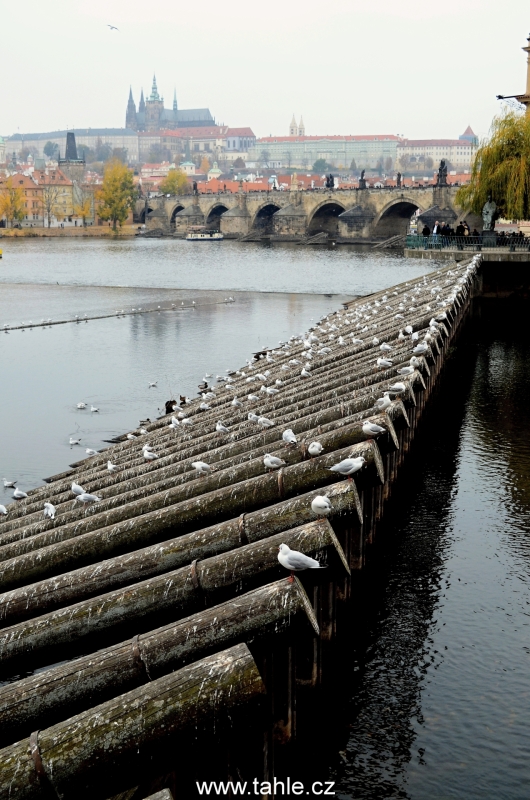 Hradčany z nábřežží