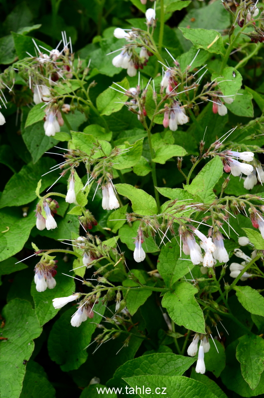 Botanická Praha