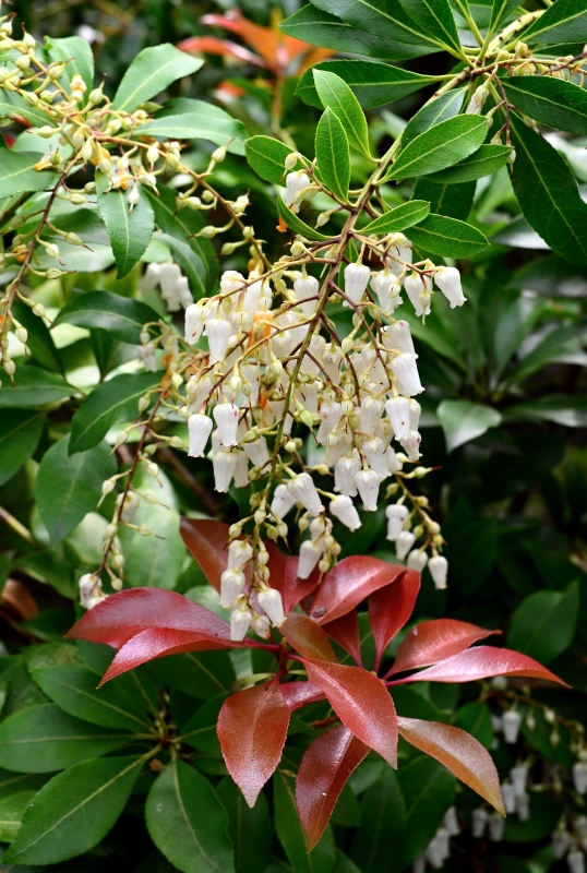 Botanická Praha