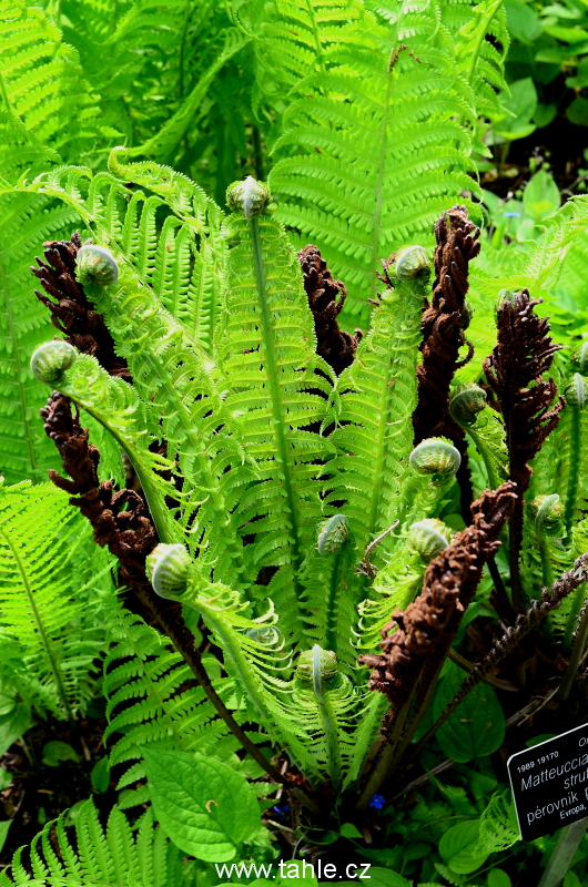 Botanická Praha