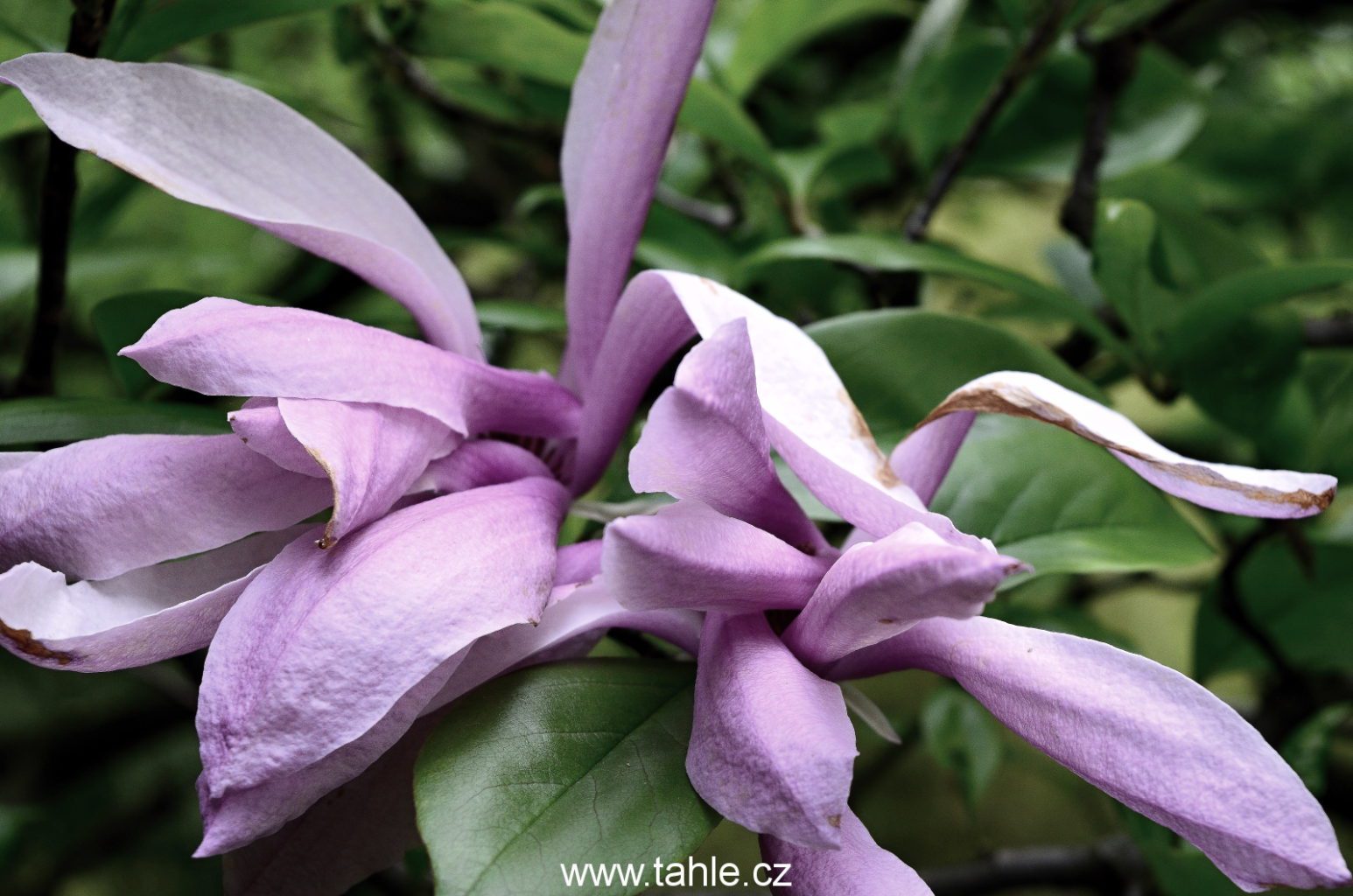 Botanická Praha