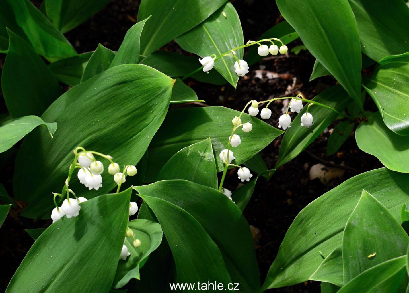 Botanická Praha