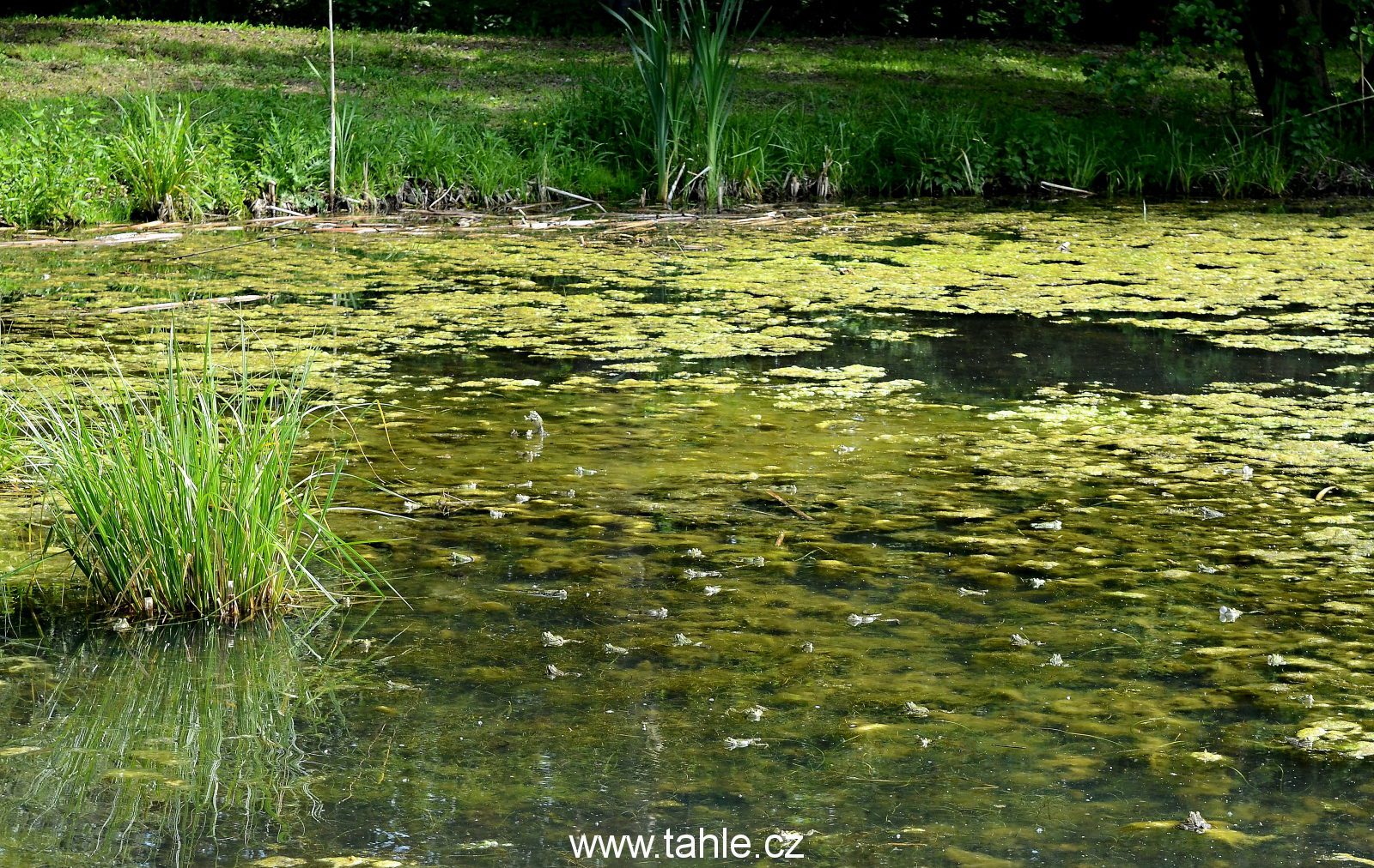 Dendrologická zahrada