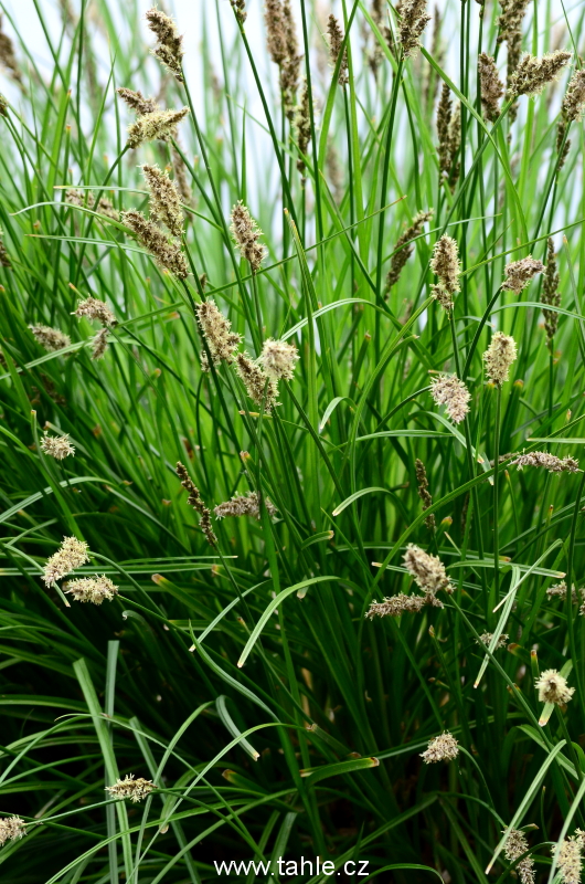Botanická Praha