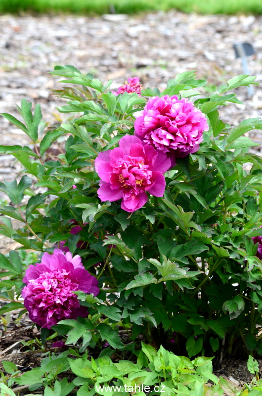 Botanická Praha