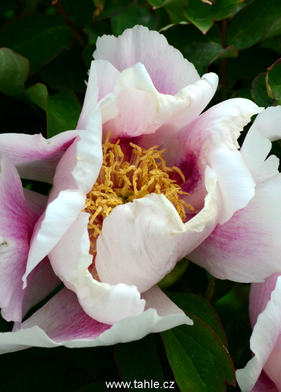Botanická Praha