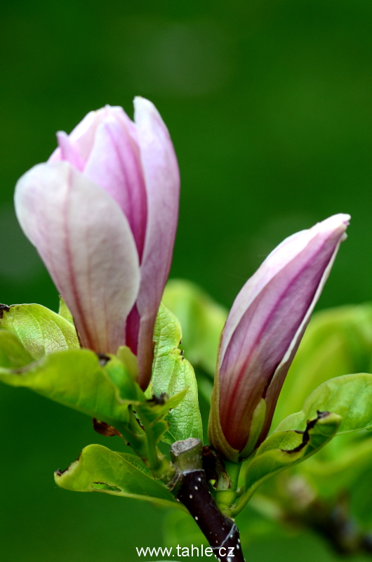 Botanická Praha