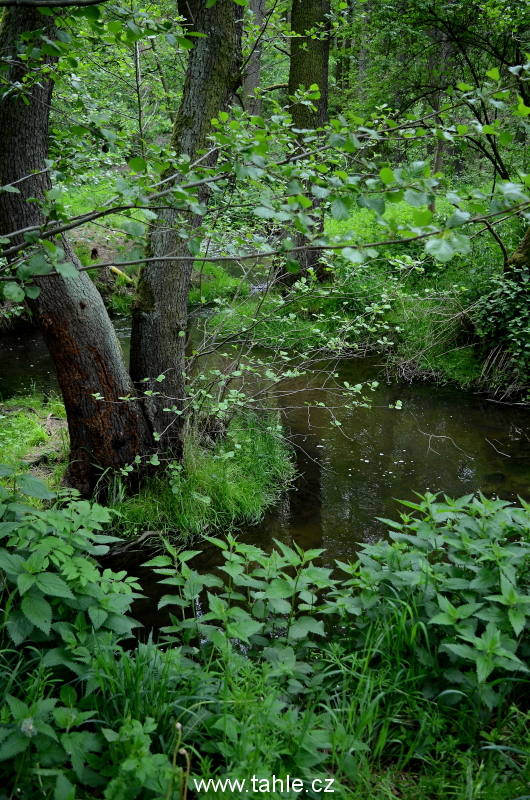 Dendrologická zahrada