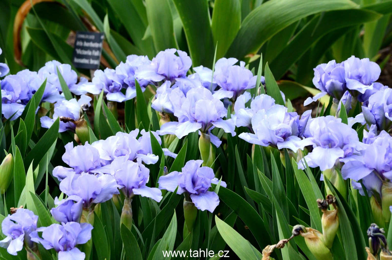 Botanická Praha