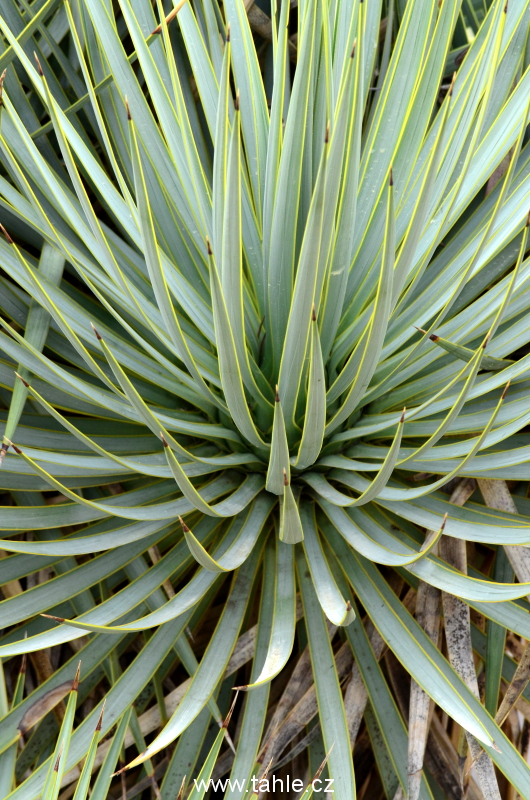 Botanická Praha
