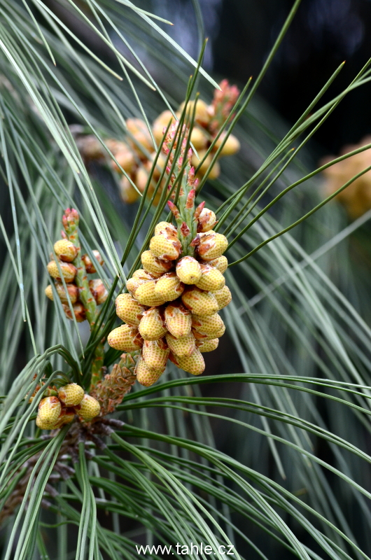 Botanická Praha