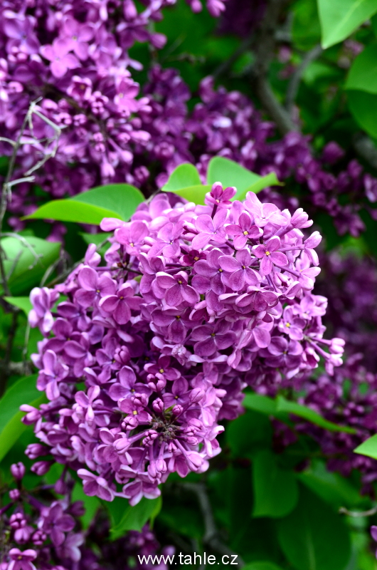 Botanická Praha