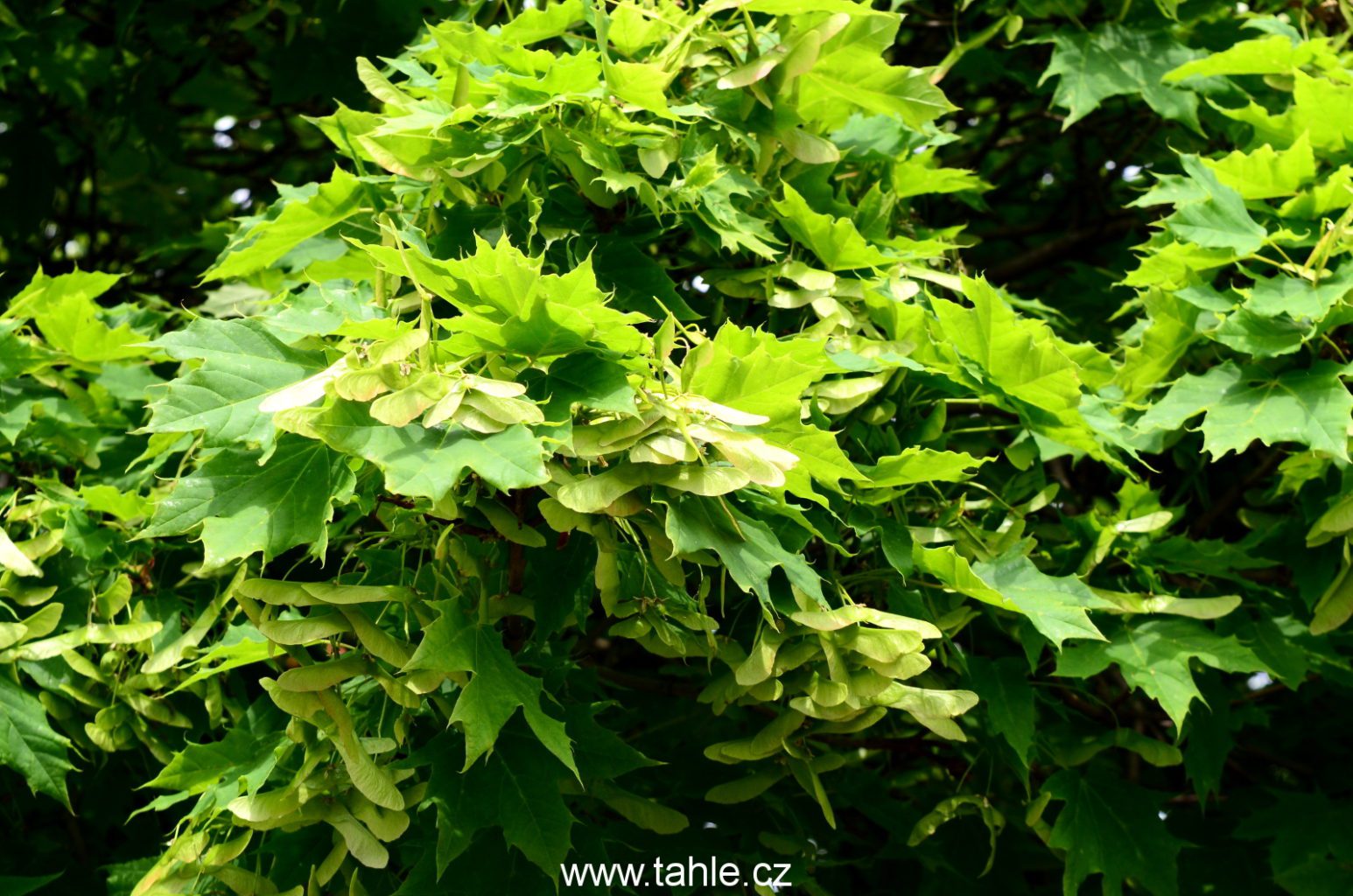 Botanická Praha