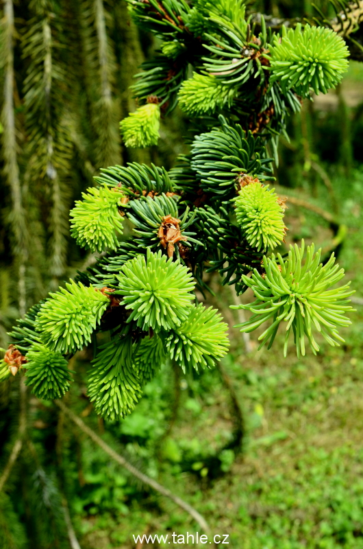 Dendrologická zahrada