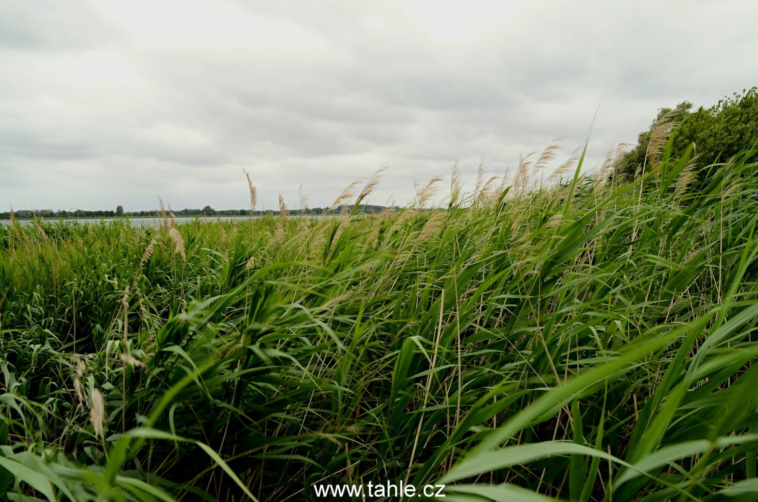 Prenzlau