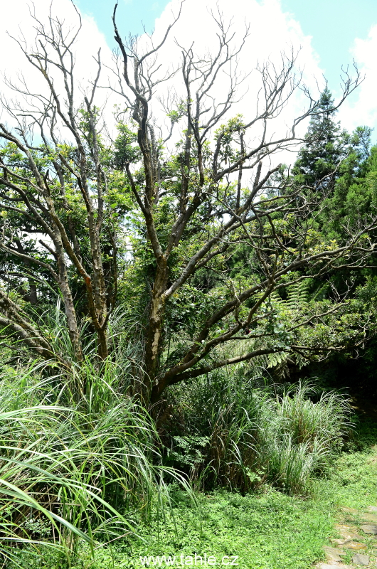 Taiwan
