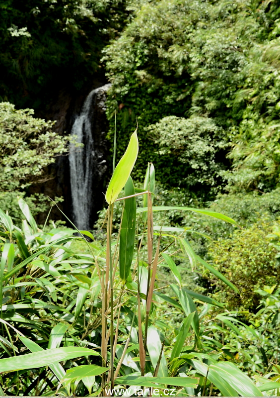 Taiwan