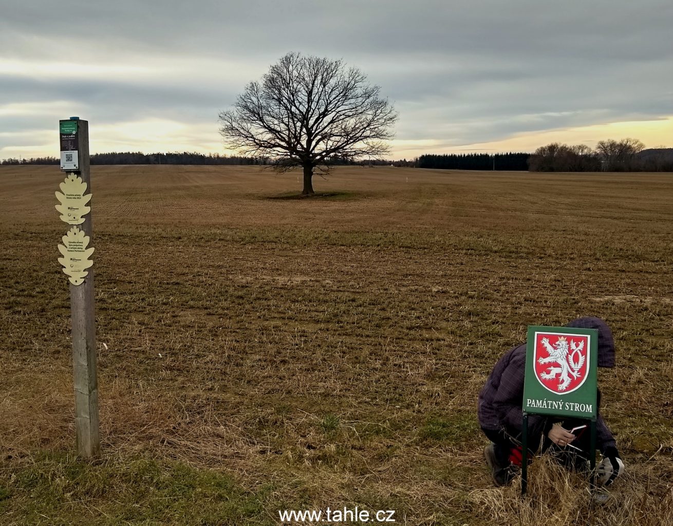 Hodkovice