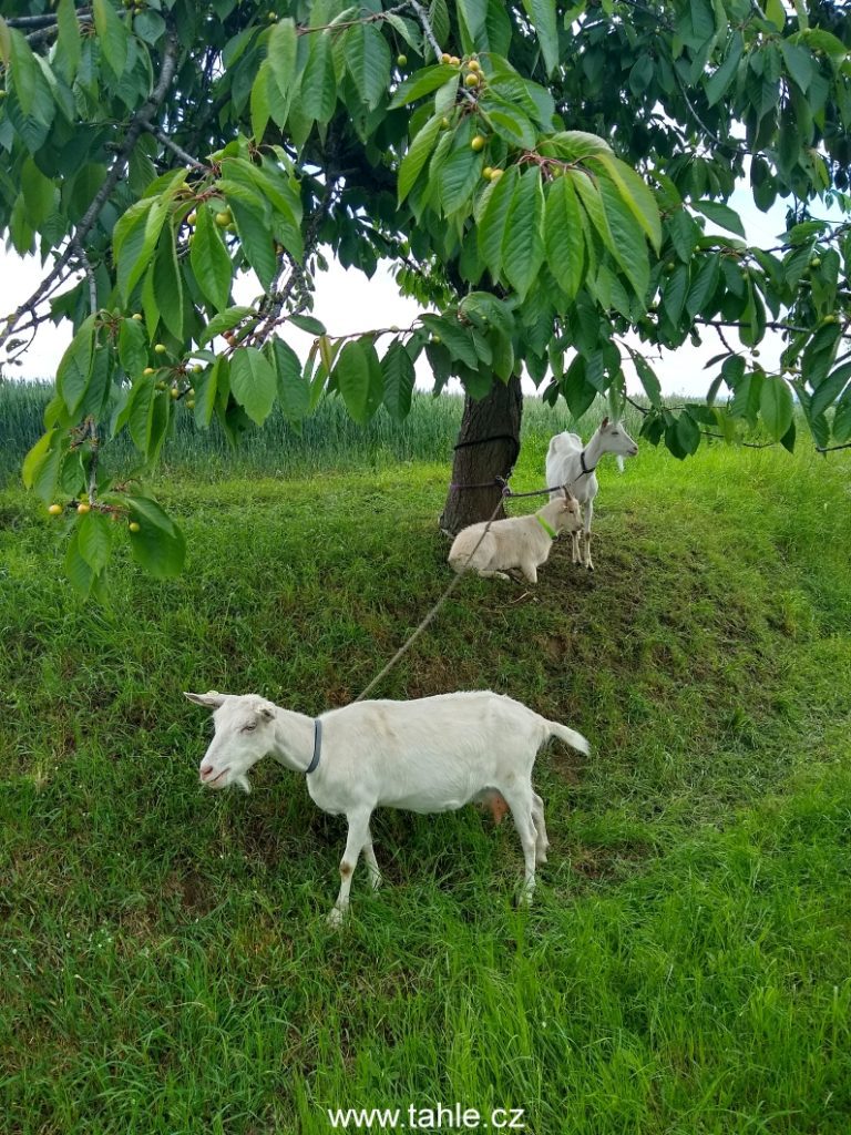 Benešov