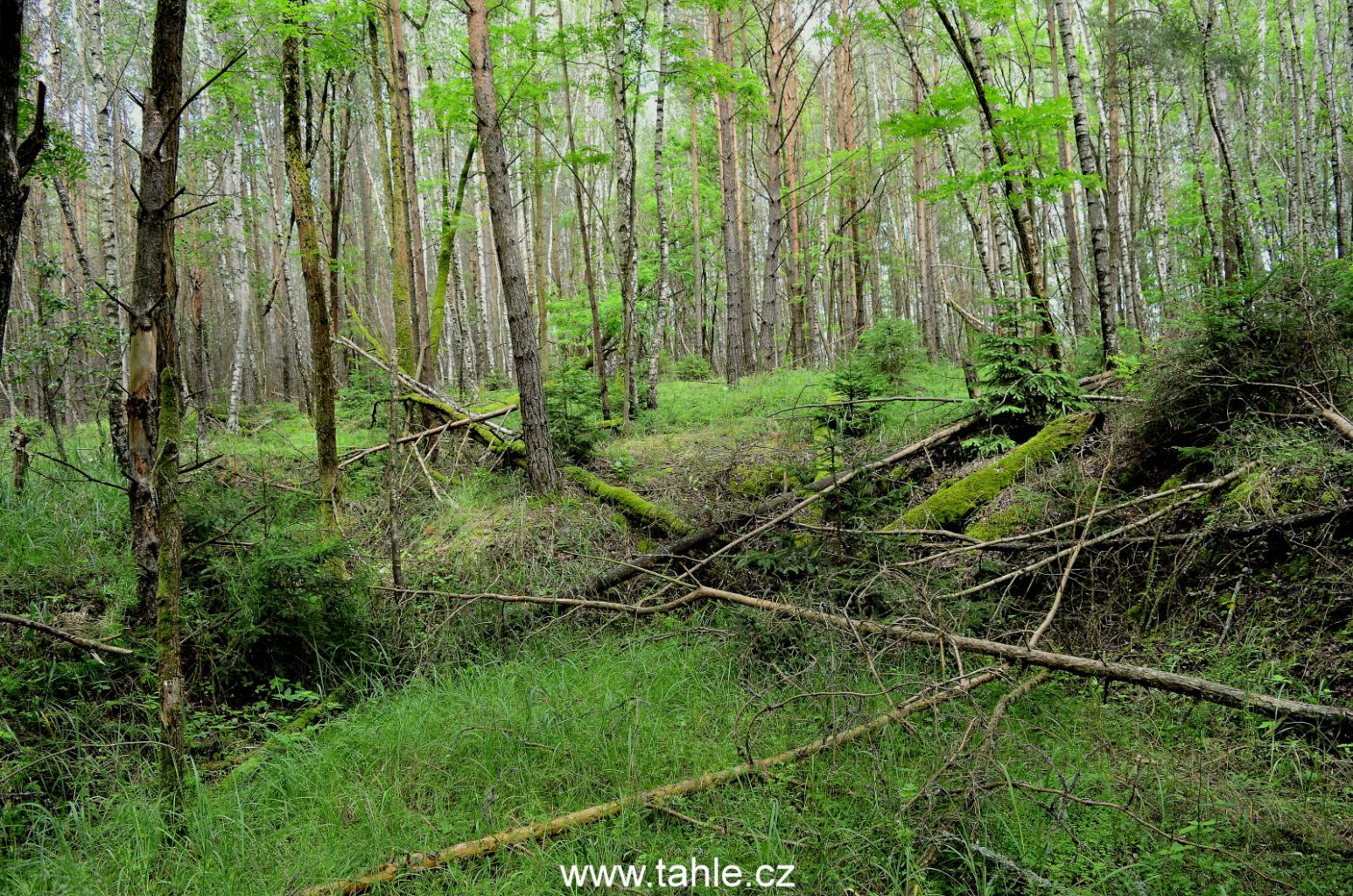 Bolechov