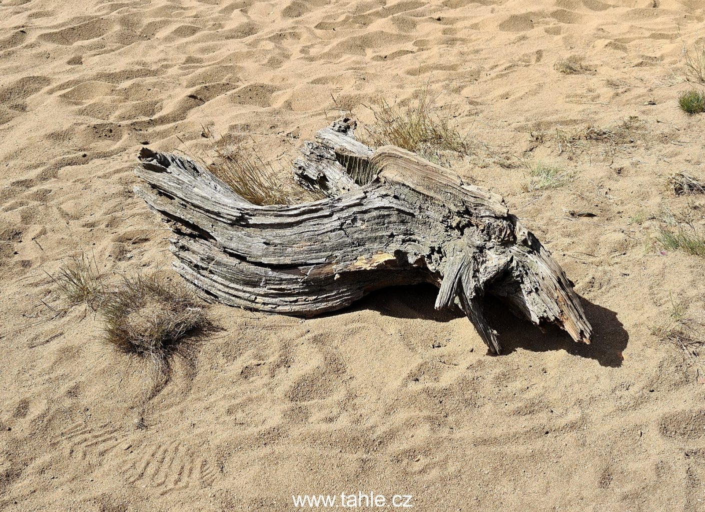 Hluboká a písečné duny u Vlkova