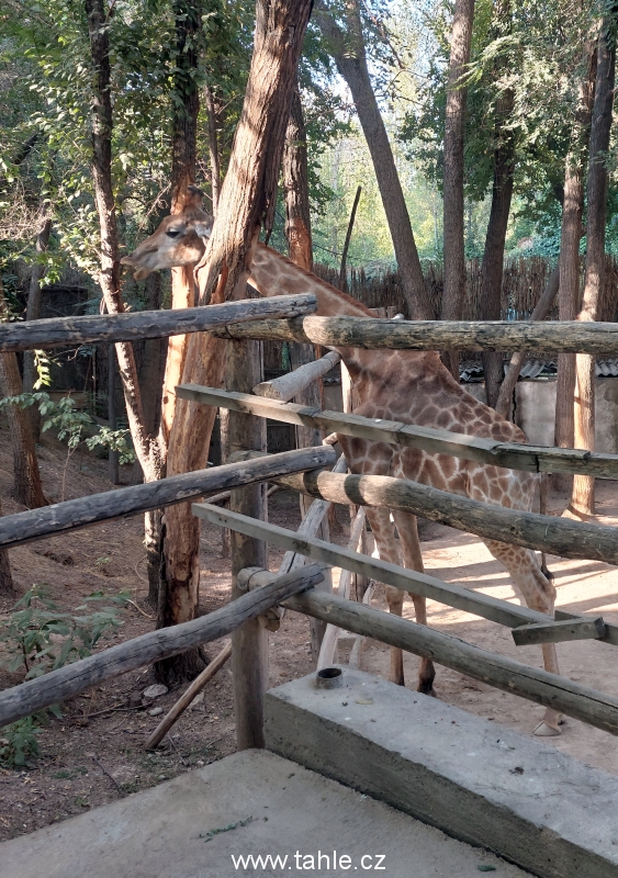 ZOO