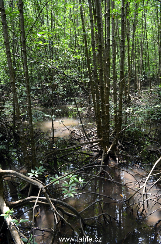 KK Wetland