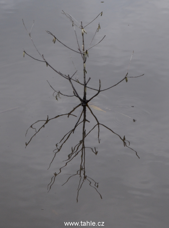 KK Wetland