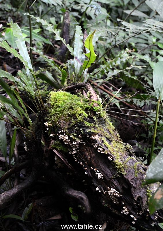 Národní park Kinabalu