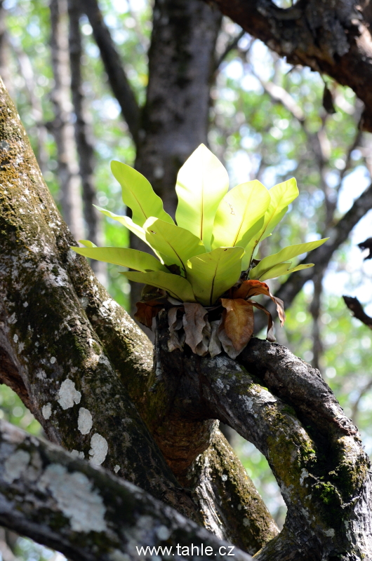 Ulu Temburong National Park