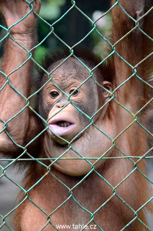 Matang Wildlife Centre