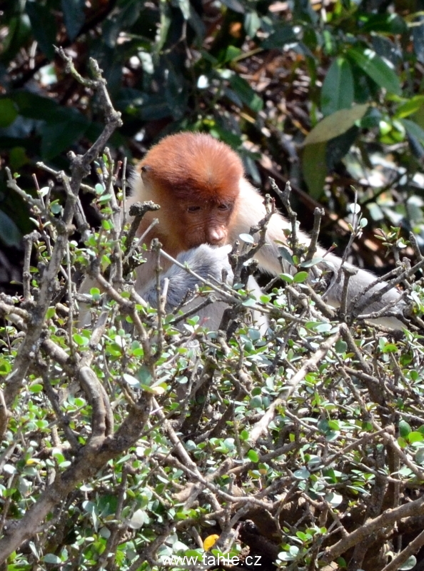 Ulu Temburong National Park