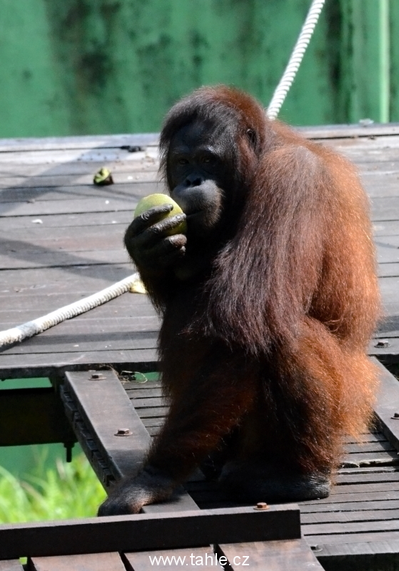 Matang Wildlife Centre