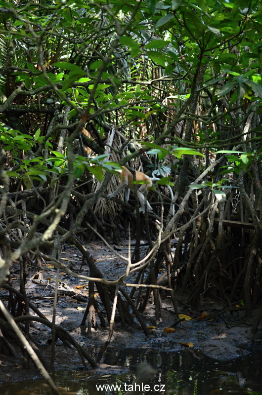 Ulu Temburong National Park