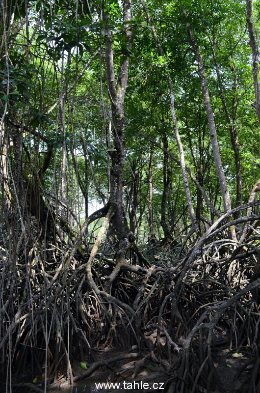 Ulu Temburong National Park