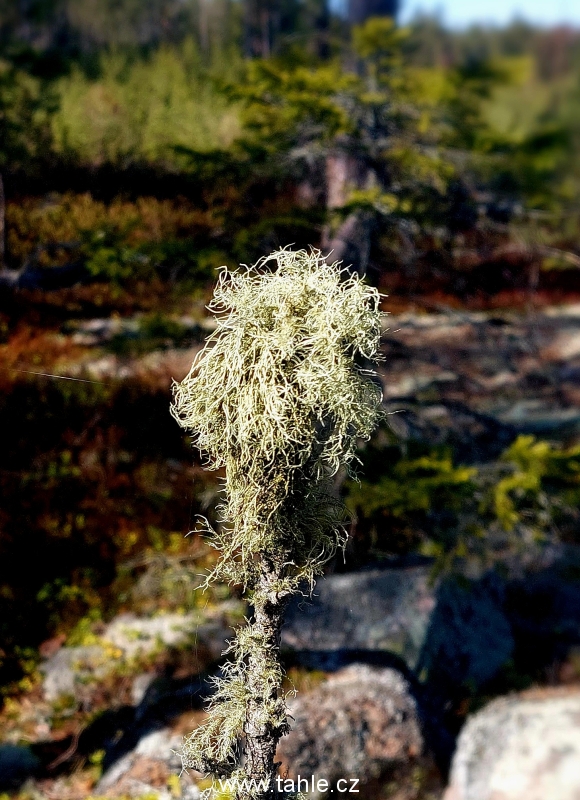 Archipelago