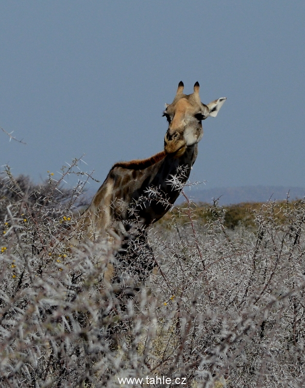 NP Etosha
