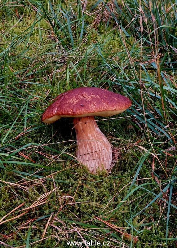 Kolka