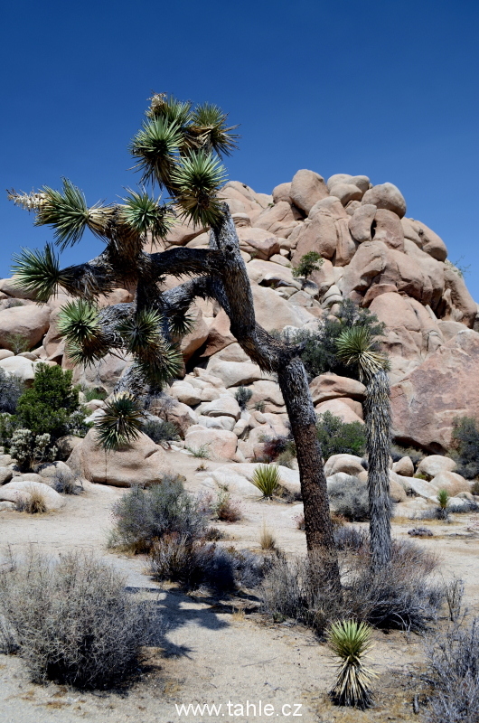 NP Joshua Tree