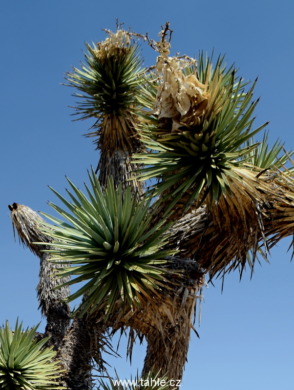 NP Joshua Tree