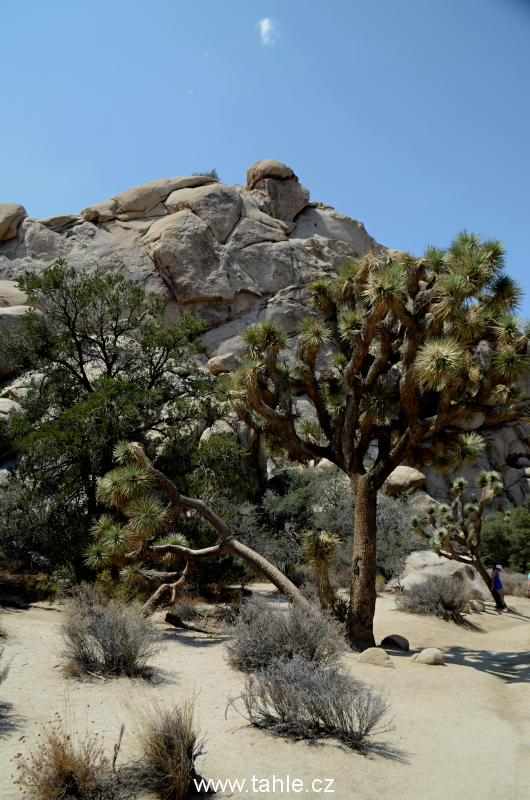 NP Joshua Tree