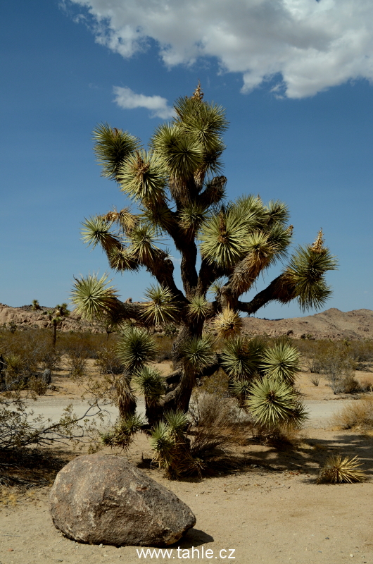 NP Joshua Tree