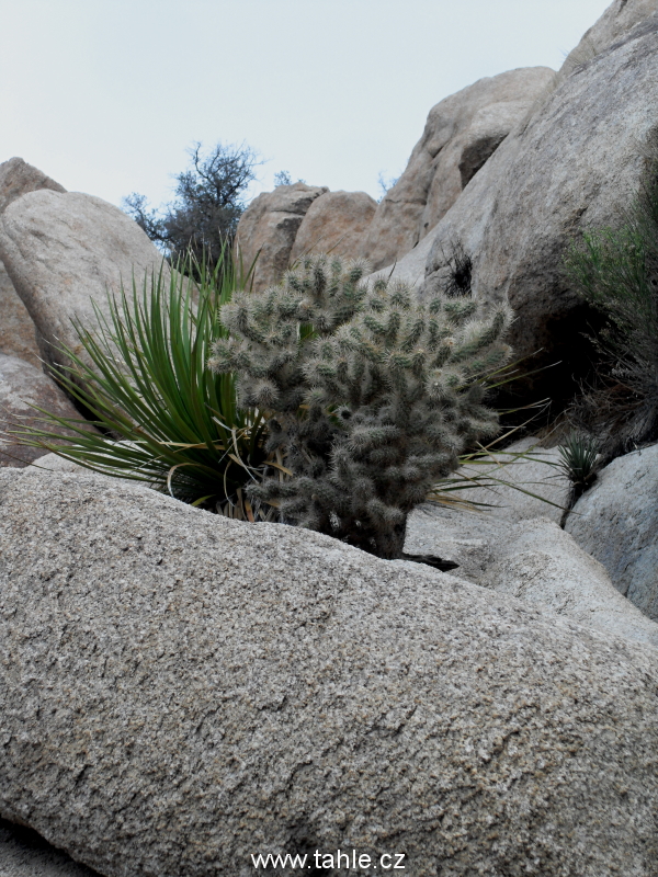 NP Joshua Tree
