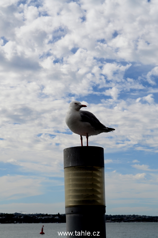 Auckland
