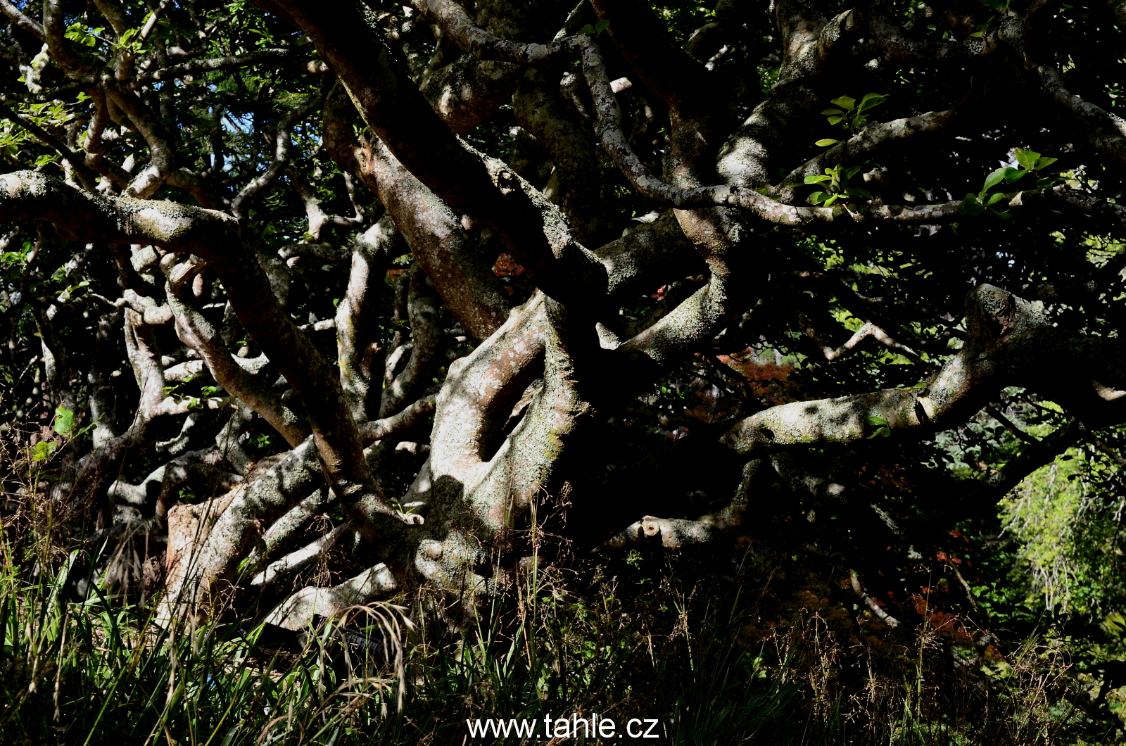 Wellington - Picton