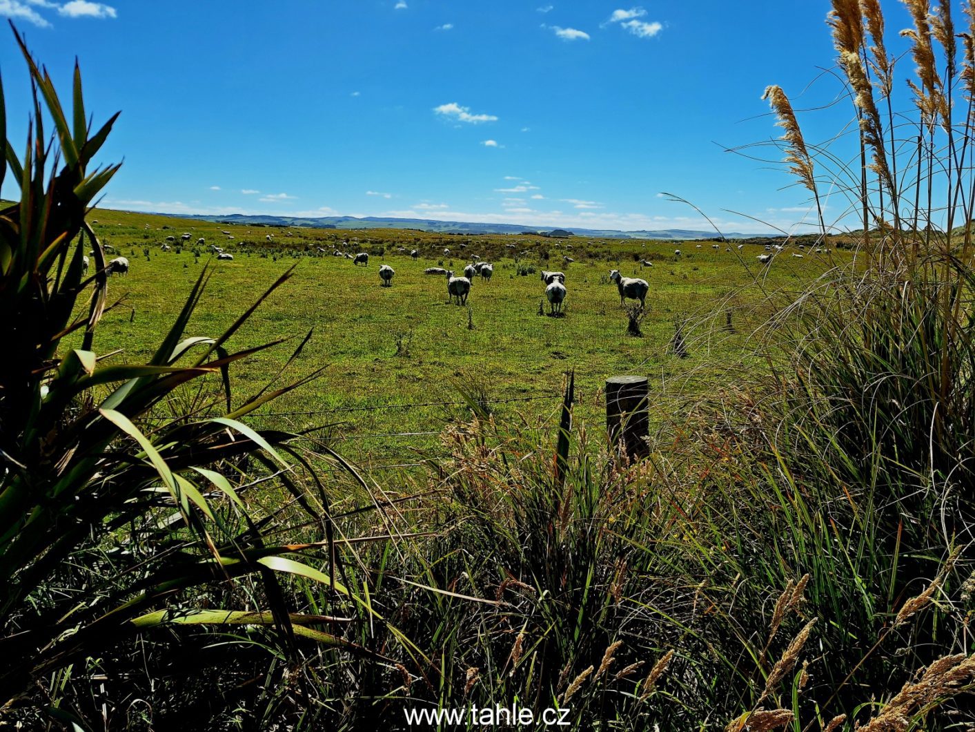 Catlins