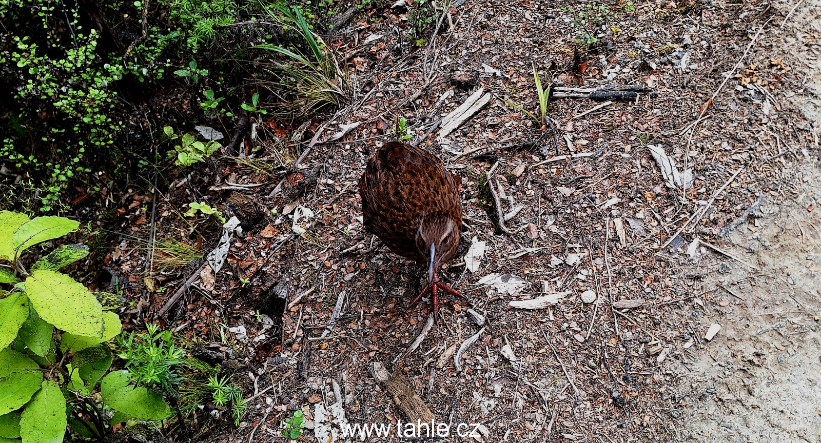 Abel Tasman Coast Track