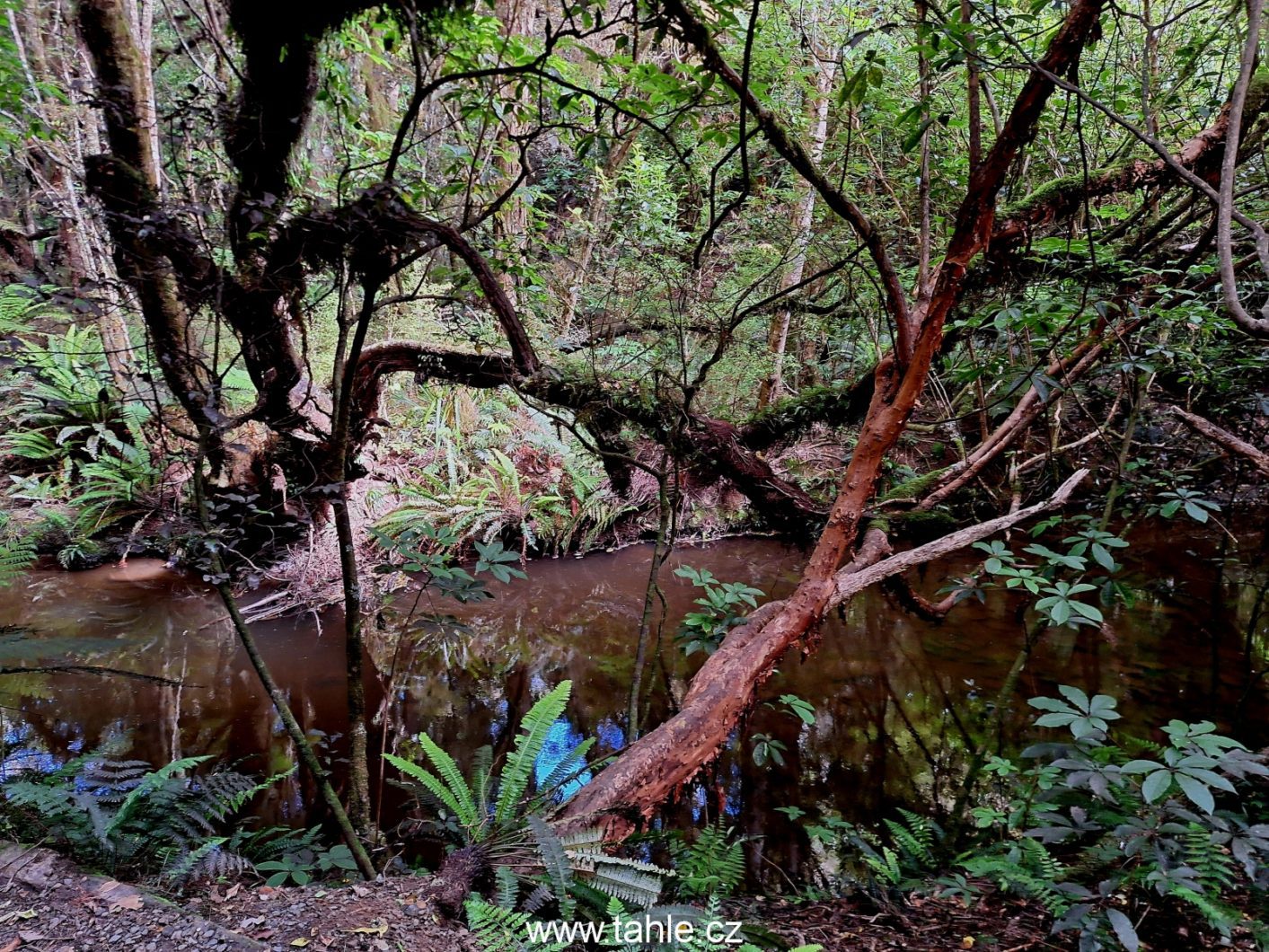 Catlins