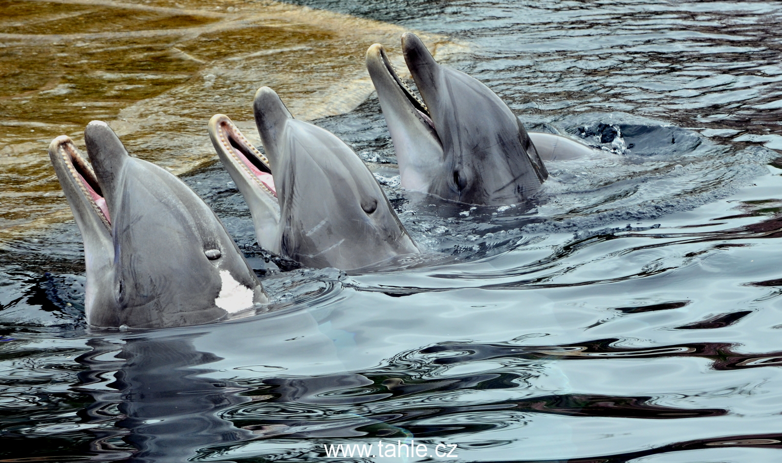 Norimberk ZOO