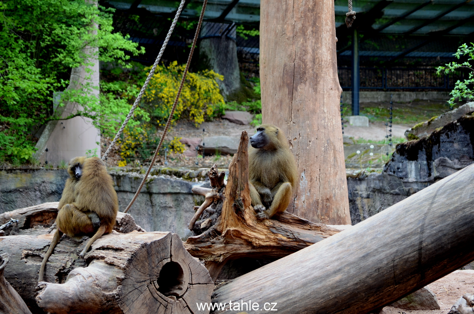 Norimberk ZOO